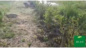 Как облагородить участок ? Дорожки . Аллея из кустарников Въезд для машины . С чего начать работу !