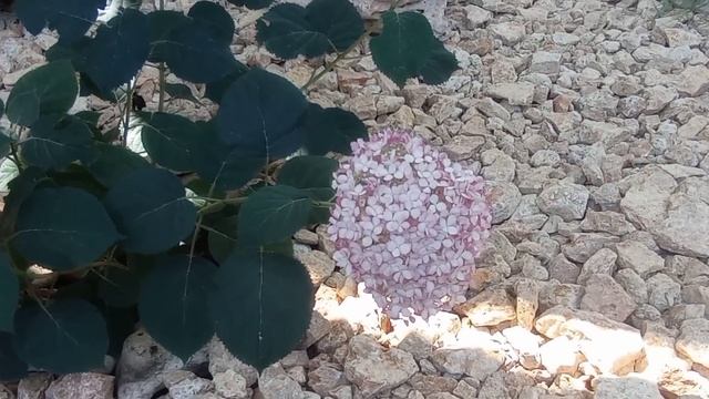 Адель покажет вам сад! Июльский обзор, начало месяца.