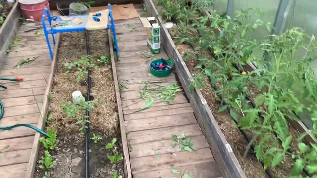 Как мы баню спасали))) Капельная лента в теплице смотреть онлайн