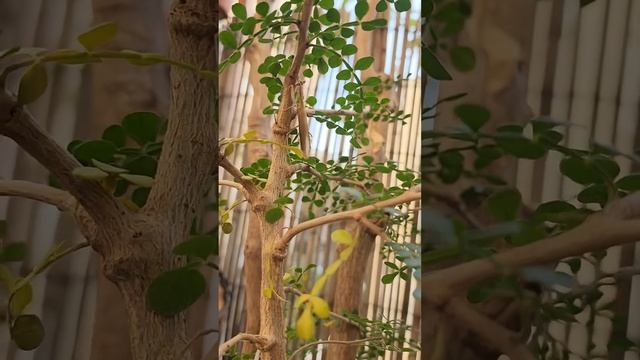 #Богомол В мире животных смотреть онлайн