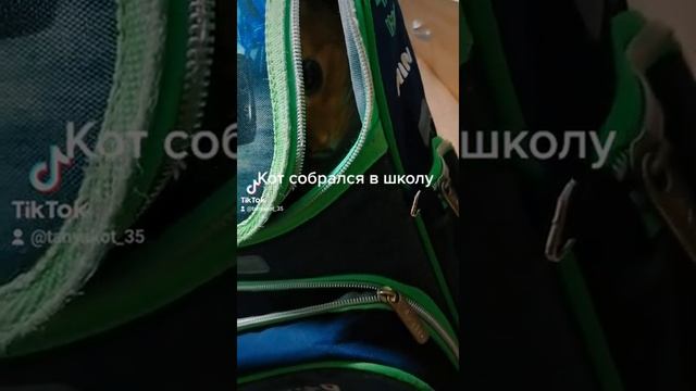 Мой кот собрался в школу смотреть онлайн