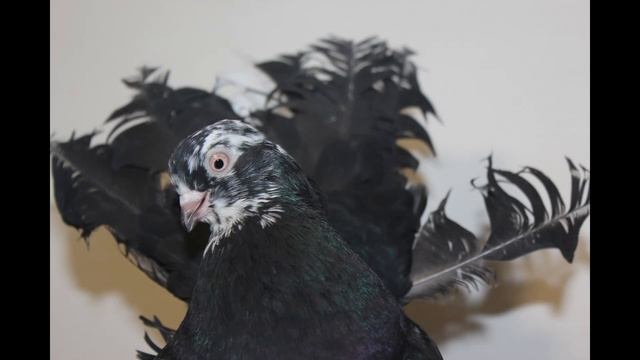 Статные голуби памяти Бургардт Ф.Ф., г. Иссилькуль (фото) смотреть онлайн