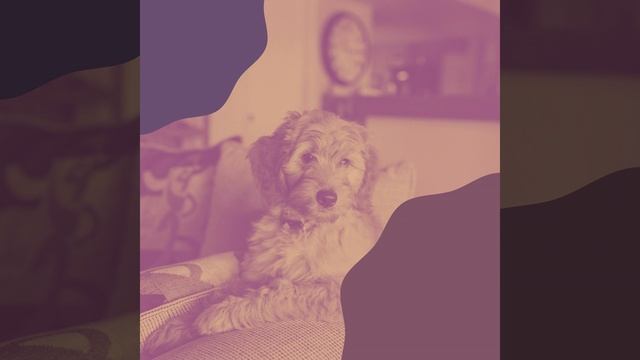 Атмосфера (Дрессировка собак) смотреть онлайн