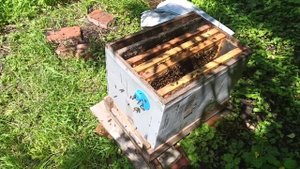 как исправить трутовую семью пчел на пасеке