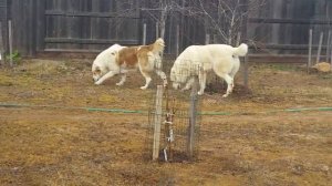 Среднеазиатские овчарки Алабай США. Alamak and Mishka 2(January 2018)