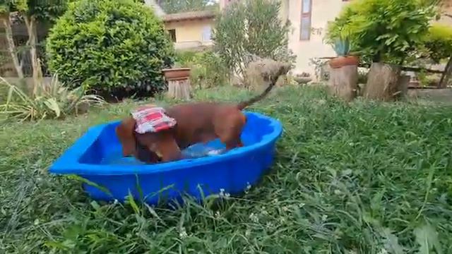 Лето постучался в дверь. Таксы выбирают пляж смотреть онлайн