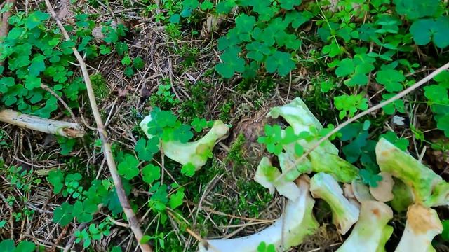 Vanessa in the Black Forest - on wild boar tracks across the Black Forest смотреть онлайн
