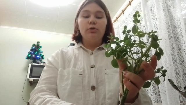 спасаем каланхоэ