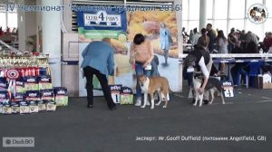 smooth collie / короткошерстный колли