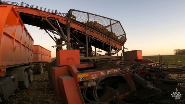Уборка сахарной свёклы на Кубани!