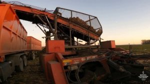 Уборка сахарной свёклы на Кубани!