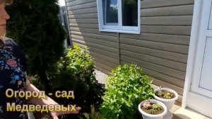 Украшаем участок: мои цветы в кашпо