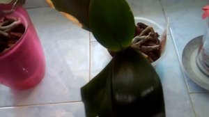 Орхидеи. Поливаем Орхидеи витаминным коктейлем. Витамин В12 для Орхидеи. ( 2017 г.) #7 видео