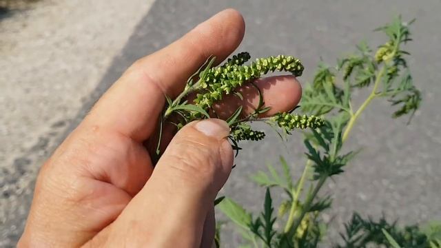 Erkennen von Traubenkraut/Ragweed/Ambrosia - Blüte/Blüten - Update (Ambrosia artemisiifolia) смотреть онлайн