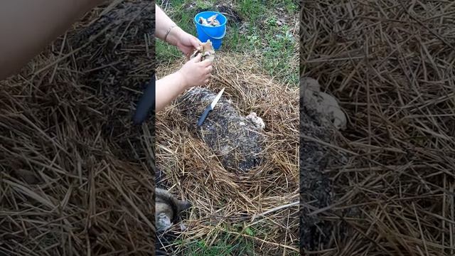 Выращивание королевских  вешенок