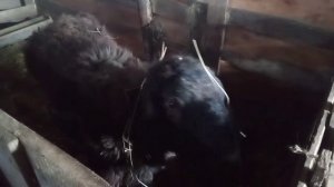 Выпал снег. Кормим овец сеном.