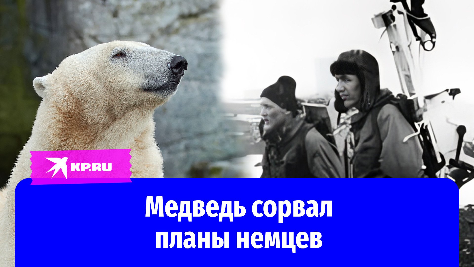 Немецкие метеорологи отравились мясом медведя в Арктике