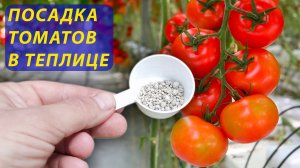 Лучшего способа посадки томатов в теплице еще не придумали! Как посадить томаты в теплице на даче.