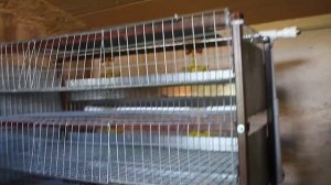 Помещение для перепелов. Перепела на даче