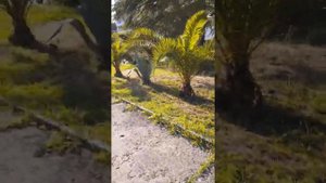 Дом отдыха "Псоу", Абхазия, Цандрипш.