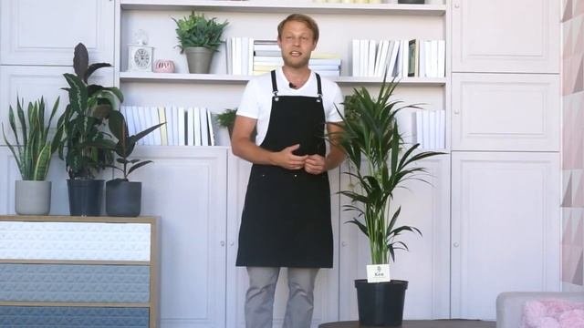 Большой Кен - Howea Forsteriana / Пальма Кентия