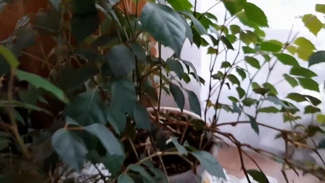 Мои домашние цветы, лимоны, кактусы смотреть онлайн