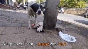 Собака-мать просит помощи человека