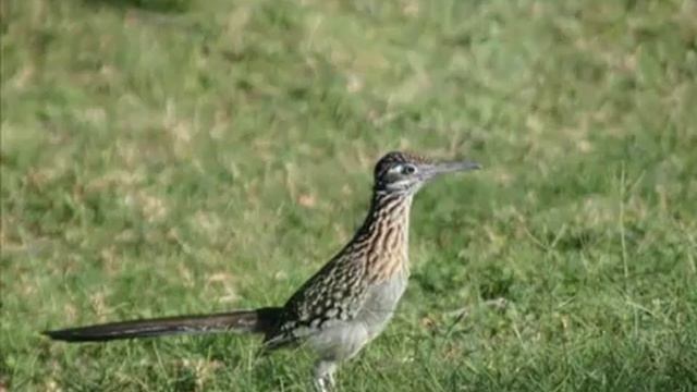 Picasa 3 Tutorial Video by GeeksOnTour.com смотреть онлайн