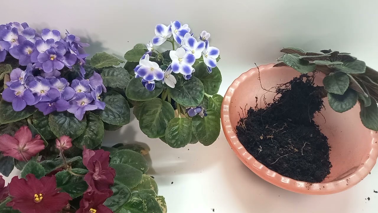 Омоложение фиалки. Как не сделать ошибок. QEQyZlBdE-0 смотреть онлайн