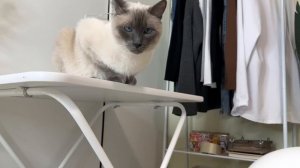 PETKIT PURA MAX - РАСПАКОВКА АВТОМАТИЧЕСКОГО ЛОТКА ДЛЯ КОШЕК
