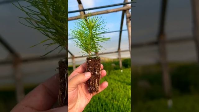 Сеянцы Сосны с ЗКС (Закрытая Корневая Система) для Лесовосстановления