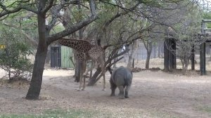 "GIRAFFE HIT RHINO"  "ЖИРАФ УДАРИЛ НОСОРОГА"