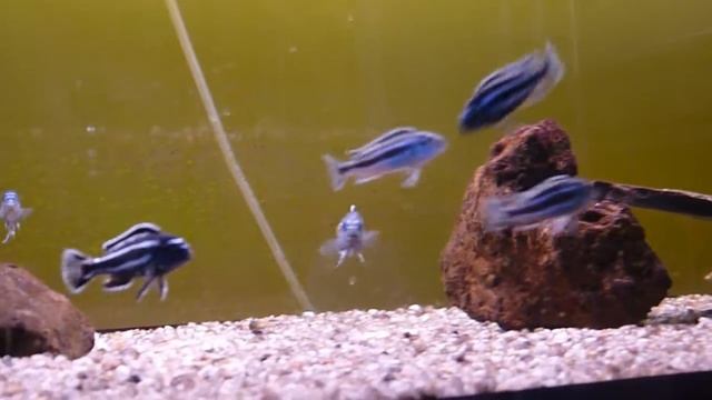 Melanochromis maingano F1 смотреть онлайн