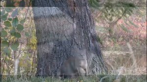 La chanson en français pour enfants. Весёлая детская французская песня.