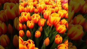 ВЫГОНКА ТЮЛЬПАНА НА 8 МАРТА. НАШИ ЦВЕТЫ. РАБОТА В ТЕПЛИЦЕ.