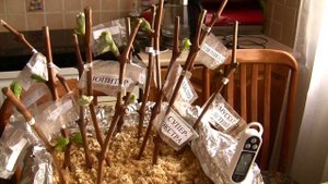 Виноград в Подмосковье? Это просто!