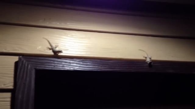 Гекон ловит и пожирает летающего таракана смотреть онлайн