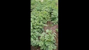 Удобряем землю на садовом участке, огороде, чтоб она была рассыпчатой и плодородной.