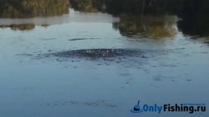 Рыбалка на реке Сосенка, в Ларево