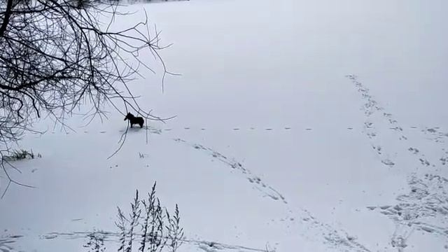 Как утомить шипперке за несколько минут смотреть онлайн