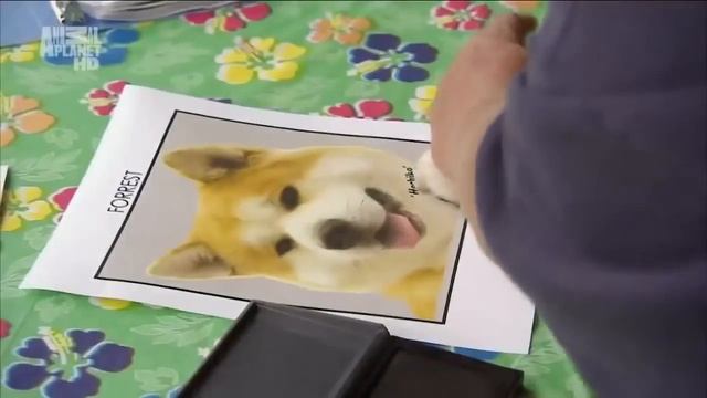 Акита ину описание породы смотреть онлайн