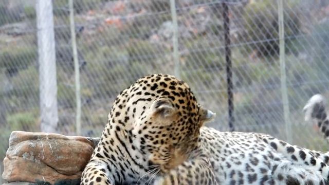 Leopard vs Fly