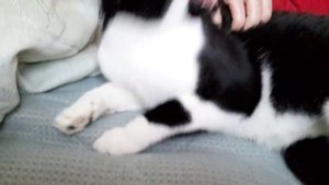 Кошка  мяукает? Ураааааааааааааааааааааоаааа