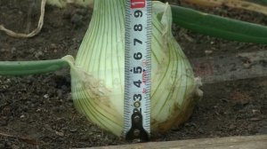 КАК ВЫРАСТИТЬ ОГРОМНЫЙ РЕПЧАТЫЙ ЛУК. СЕКРЕТЫ САДОВОДА