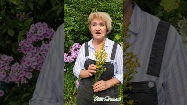 Золотая розга – трава, дробящая камни