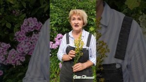 Золотая розга – трава, дробящая камни