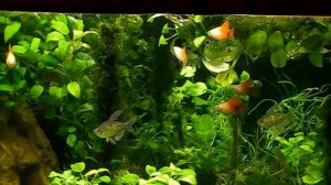 #Aquarium. Аквариум всего 100 литров.