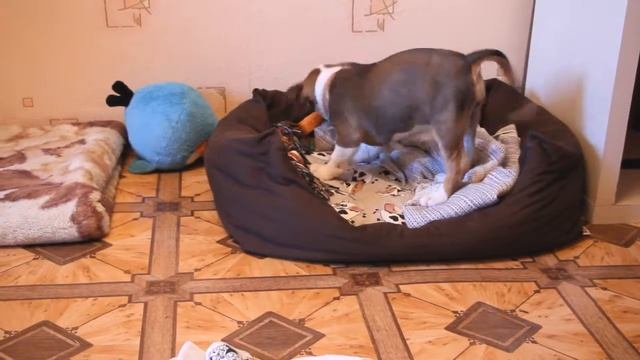 Спайси впервые видит морковку / Amstaff щенок 2 месяца
