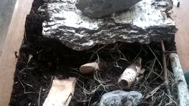 "Что делать если моя ящерица не ест??" - Ответ на часто задаваемый вопрос. смотреть онлайн