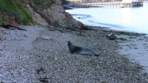 Молодые морские слоны на пляже в Point Reyes